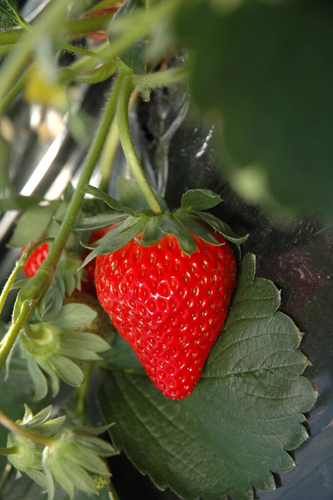ふるさと納税 すそのモロヘイヤ水ギョーザ（500g×2袋） 静岡県裾野市 ふるさと納税 ミシュランガイド掲載点心専門店の